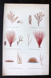 Gatty 1872 Seaweed Print. Dasya, Rytiphlaea, Polysiphonia 25