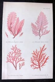 Gatty 1872 Seaweed Print. Delesseria 37