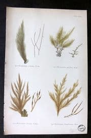 Gatty 1872 Seaweed Print. Ectocarpus 21