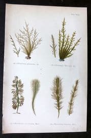 Gatty 1872 Seaweed Print. Ectocarpus, Myriotrichia 22
