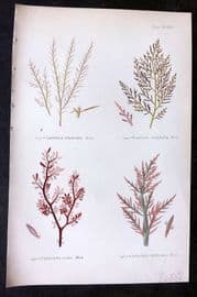 Gatty 1872 Seaweed Print. Laurencia, Chylocladia 32