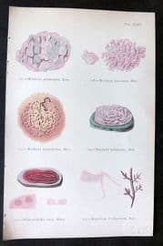 Gatty 1872 Seaweed Print. Melobesia, Hildenbrandtia, Hapalidium 35