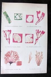 Gatty 1872 Seaweed Print. Melobesia, Stenogramme, Gracilaria 36