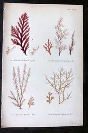 Gatty 1872 Seaweed Print. Odonthalia, Rhodomela, Rytilphlaea 23