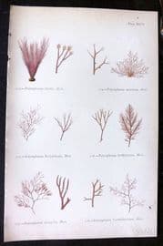 Gatty 1872 Seaweed Print. Polysiphonia 26
