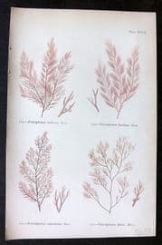 Gatty 1872 Seaweed Print. Polysiphonia 27