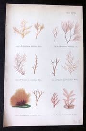 Gatty 1872 Seaweed Print. Polysiphonia 28