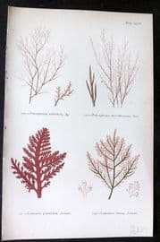 Gatty 1872 Seaweed Print. Polysiphonia, Laurencia 29