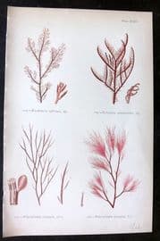 Gatty 1872 Seaweed Print. Rhodomela, Rytilphlaea, Polysiphonia 24