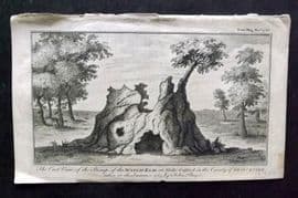 Gent. Mag. 1766 Print. Stump of the Watch Elm, Stoke Gifford, Gloucestershire