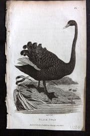 George Shaw 1809 Antique Bird Print. Black Swan 82