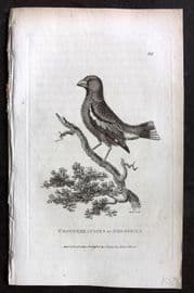 George Shaw 1809 Antique Bird Print. Coccothraustes or Grossbill 66