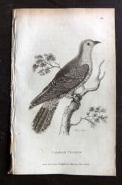 George Shaw 1809 Antique Bird Print. Common Cuckoo 60