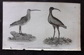 George Shaw 1809 Antique Bird Print. Curlew & Guarauna 77