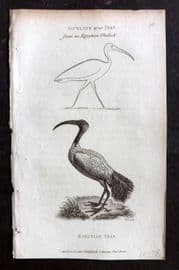 George Shaw 1809 Antique Bird Print. Egyptian Ibis 76