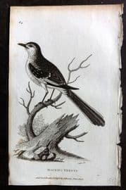 George Shaw 1809 Antique Bird Print. Mocking Thrush 64