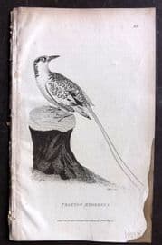 George Shaw 1809 Antique Bird Print. Phaeton Aethereus 86