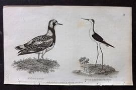 George Shaw 1809 Antique Bird Print. Turnstone & Long Legged Plover 80