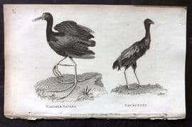George Shaw 1809 Antique Bird Print. Variable Jacana & Trumpeter 78
