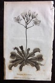 George Shaw 1809 Antique Botanical Print. Dionaea Muscipula 02 Venus Flytrap