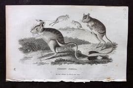 George Shaw 1809 Antique Print. Common Jerboa 32