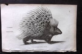 George Shaw 1809 Antique Print. Common Porcupine 28