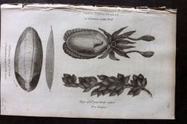George Shaw 1809 Antique Print. Cuttle Fish 129