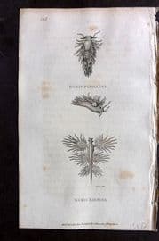George Shaw 1809 Antique Print. Doris Papillosa & Radiata 125