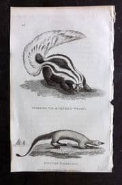 George Shaw 1809 Antique Print. Egyptian Ichneumon & Mephitic Weasel 23