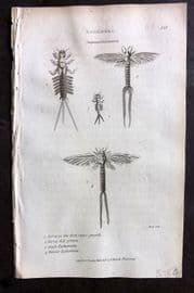George Shaw 1809 Antique Print. Ephemera Mayfly 121