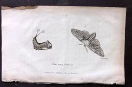 George Shaw 1809 Antique Print. Phalaena Vinula 01