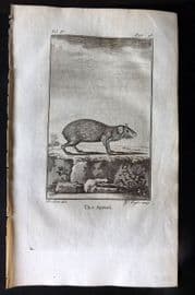 Goldsmith 1779 Antique Print. Agouti