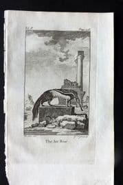 Goldsmith 1779 Antique Print. Ant Bear Ant Eater