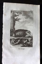 Goldsmith 1779 Antique Print. Badger