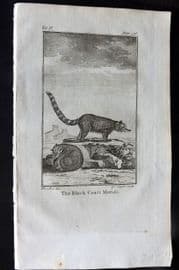 Goldsmith 1779 Antique Print. Black Coati Mondi