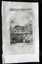 Goldsmith 1779 Antique Print. Civet