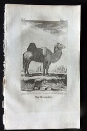 Goldsmith 1779 Antique Print. Dromedary