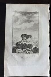 Goldsmith 1779 Antique Print. Lori