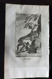 Goldsmith 1779 Antique Print. Magot