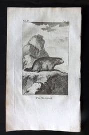 Goldsmith 1779 Antique Print. Marmout