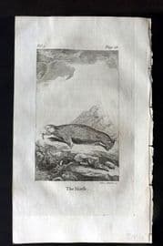 Goldsmith 1779 Antique Print. Morse