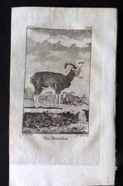 Goldsmith 1779 Antique Print. Moufflon