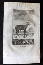 Goldsmith 1779 Antique Print. Musk Deer