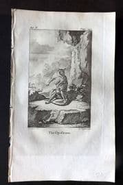 Goldsmith 1779 Antique Print. Opossum