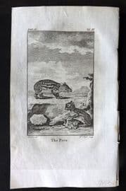 Goldsmith 1779 Antique Print. Paca