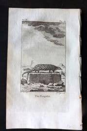 Goldsmith 1779 Antique Print. Pangolin