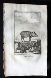 Goldsmith 1779 Antique Print. Peccary Pig