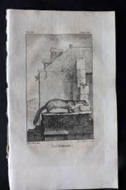 Goldsmith 1779 Antique Print. Polecat