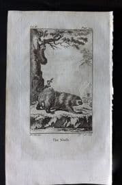 Goldsmith 1779 Antique Print. Sloth