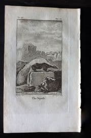 Goldsmith 1779 Antique Print. Squash